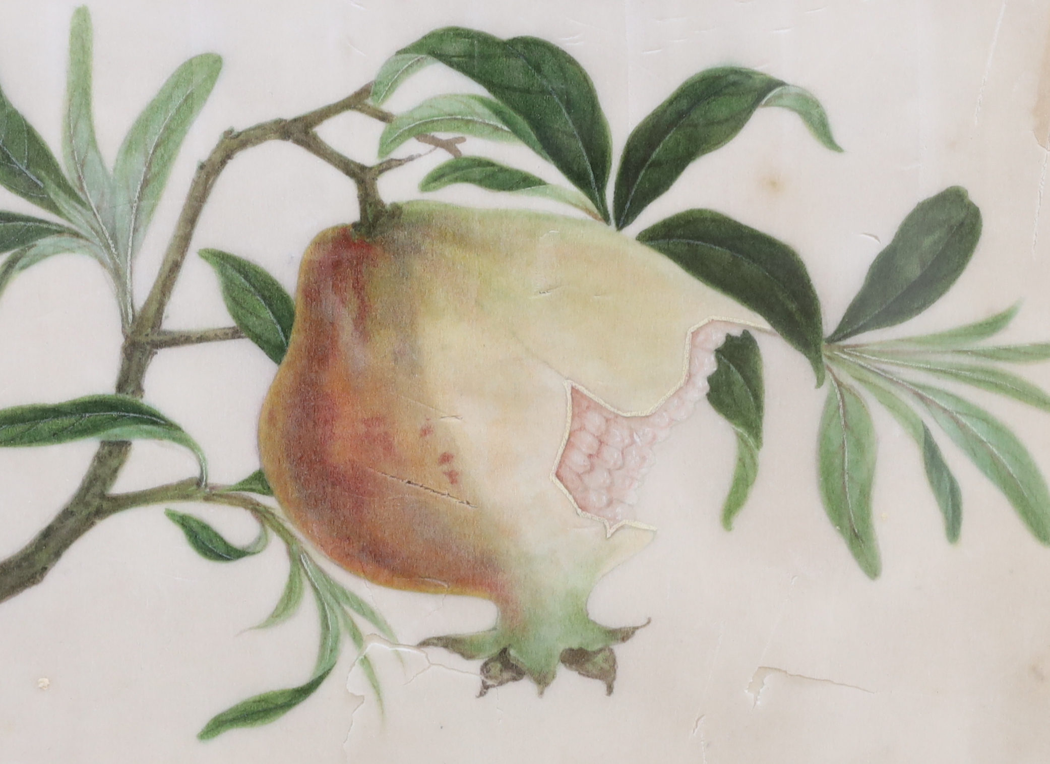 19th century, Chinese School, set of four pith paper paintings, Birds of Paradise, together with a similar example, Still life of a pomegranate, housed in a simulated bamboo frame, largest each 18.5 x 28cm